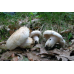 Мицелий Груздя перечного (Lactarius piperatus)